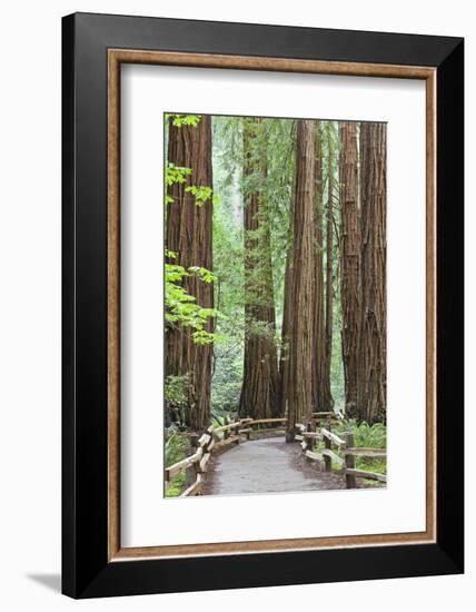 Trail Through Muir Woods National Monument, California, USA-Jaynes Gallery-Framed Photographic Print