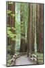 Trail Through Muir Woods National Monument, California, USA-Jaynes Gallery-Mounted Photographic Print