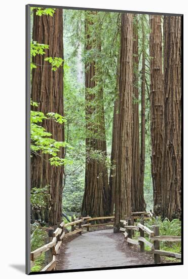 Trail Through Muir Woods National Monument, California, USA-Jaynes Gallery-Mounted Photographic Print