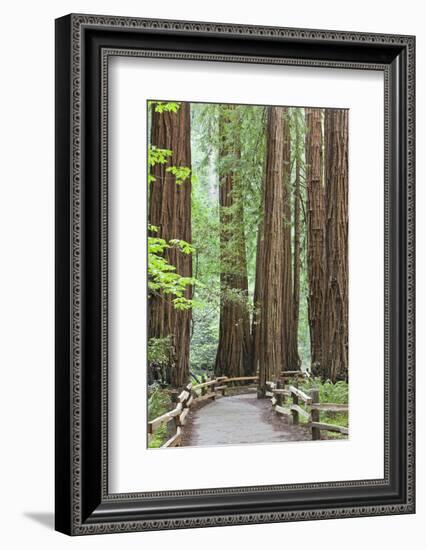 Trail Through Muir Woods National Monument, California, USA-Jaynes Gallery-Framed Photographic Print