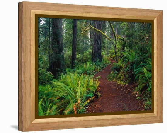 Trail Through Redwood Trees-Darrell Gulin-Framed Premier Image Canvas