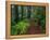 Trail Through Redwood Trees-Darrell Gulin-Framed Premier Image Canvas