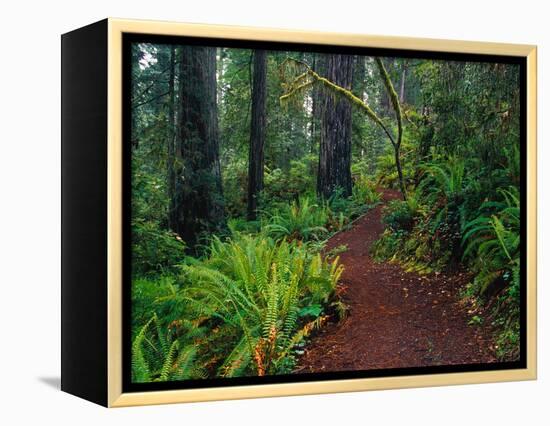 Trail Through Redwood Trees-Darrell Gulin-Framed Premier Image Canvas