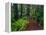 Trail Through Redwood Trees-Darrell Gulin-Framed Premier Image Canvas