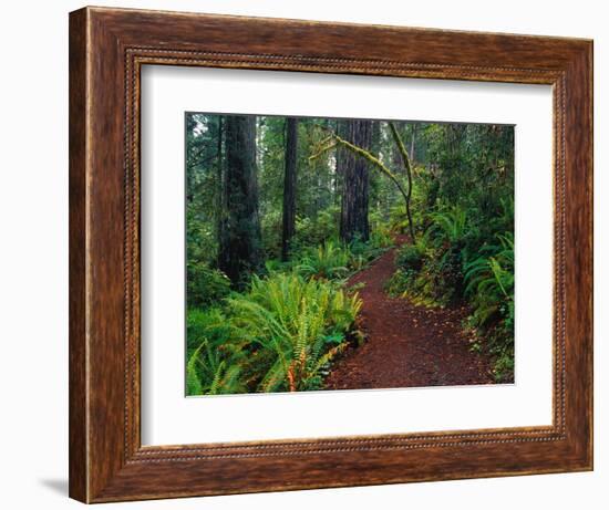 Trail Through Redwood Trees-Darrell Gulin-Framed Photographic Print