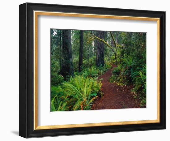 Trail Through Redwood Trees-Darrell Gulin-Framed Photographic Print