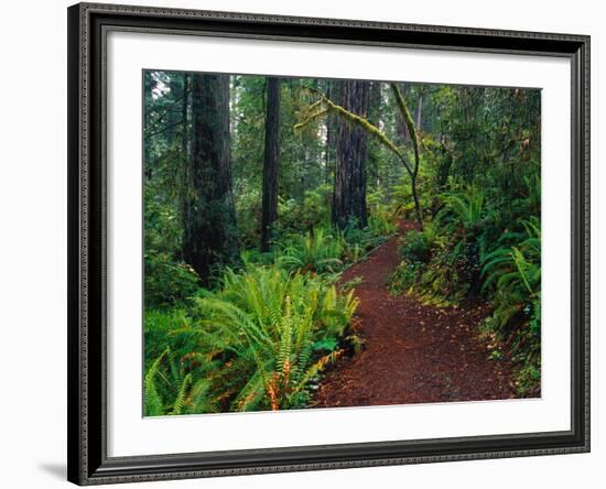 Trail Through Redwood Trees-Darrell Gulin-Framed Photographic Print