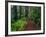 Trail Through Redwood Trees-Darrell Gulin-Framed Photographic Print