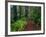 Trail Through Redwood Trees-Darrell Gulin-Framed Photographic Print