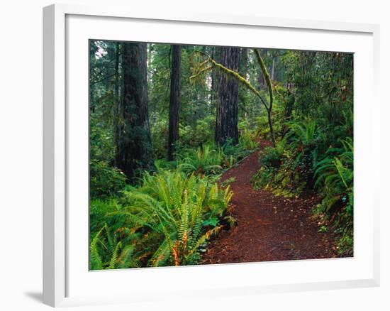 Trail Through Redwood Trees-Darrell Gulin-Framed Photographic Print