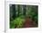 Trail Through Redwood Trees-Darrell Gulin-Framed Photographic Print