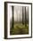 Trail Through the Woodland, Vashon Island, Washington State, USA-Colin Brynn-Framed Photographic Print