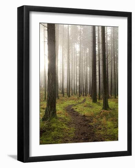 Trail Through the Woodland, Vashon Island, Washington State, USA-Colin Brynn-Framed Photographic Print