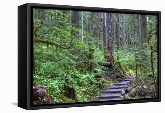 Trail to Sol Duc Falls, Rain Forest, Olympic National Park, UNESCO World Heritage Site, Washington-Richard Maschmeyer-Framed Premier Image Canvas