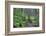 Trail to Sol Duc Falls, Rain Forest, Olympic National Park, UNESCO World Heritage Site, Washington-Richard Maschmeyer-Framed Photographic Print