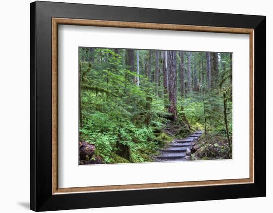 Trail to Sol Duc Falls, Rain Forest, Olympic National Park, UNESCO World Heritage Site, Washington-Richard Maschmeyer-Framed Photographic Print