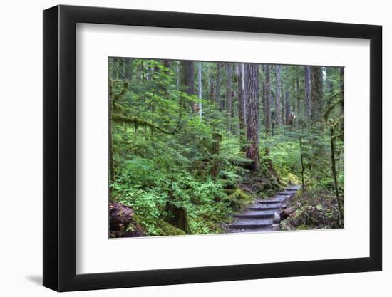 Trail to Sol Duc Falls, Rain Forest, Olympic National Park, UNESCO World Heritage Site, Washington-Richard Maschmeyer-Framed Photographic Print