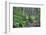 Trail to Sol Duc Falls, Rain Forest, Olympic National Park, UNESCO World Heritage Site, Washington-Richard Maschmeyer-Framed Photographic Print