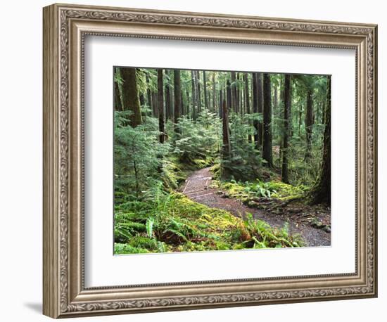 Trail to Soleduc Falls, Olympic National Park, Washington, USA-Charles Sleicher-Framed Photographic Print