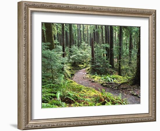 Trail to Soleduc Falls, Olympic National Park, Washington, USA-Charles Sleicher-Framed Photographic Print