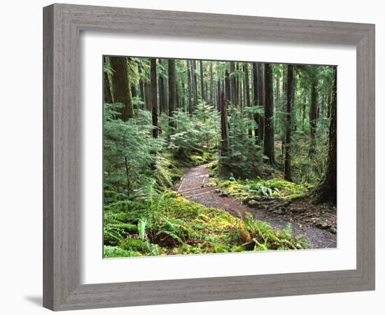 Trail to Soleduc Falls, Olympic National Park, Washington, USA-Charles Sleicher-Framed Photographic Print