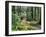 Trail to Soleduc Falls, Olympic National Park, Washington, USA-Charles Sleicher-Framed Photographic Print