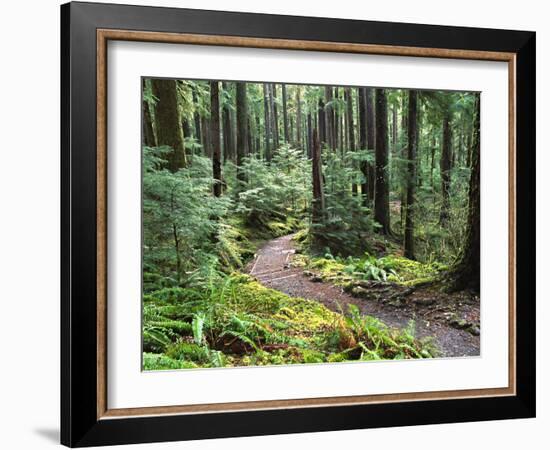 Trail to Soleduc Falls, Olympic National Park, Washington, USA-Charles Sleicher-Framed Photographic Print