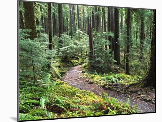 Trail to Soleduc Falls, Olympic National Park, Washington, USA-Charles Sleicher-Mounted Photographic Print