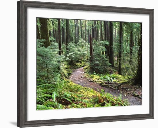 Trail to Soleduc Falls, Olympic National Park, Washington, USA-Charles Sleicher-Framed Photographic Print