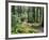 Trail to Soleduc Falls, Olympic National Park, Washington, USA-Charles Sleicher-Framed Photographic Print