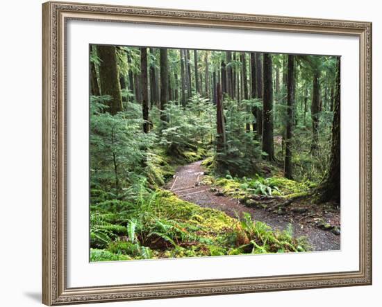 Trail to Soleduc Falls, Olympic National Park, Washington, USA-Charles Sleicher-Framed Photographic Print