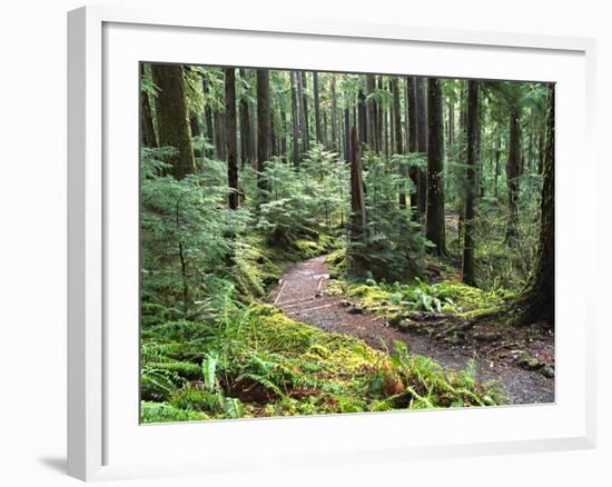 Trail to Soleduc Falls, Olympic National Park, Washington, USA-Charles Sleicher-Framed Photographic Print