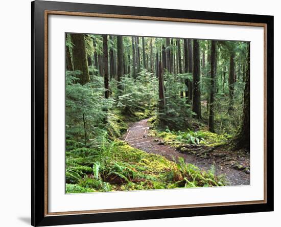 Trail to Soleduc Falls, Olympic National Park, Washington, USA-Charles Sleicher-Framed Photographic Print