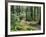 Trail to Soleduc Falls, Olympic National Park, Washington, USA-Charles Sleicher-Framed Photographic Print