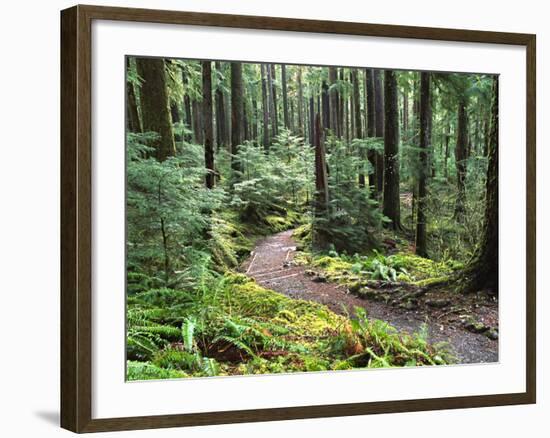 Trail to Soleduc Falls, Olympic National Park, Washington, USA-Charles Sleicher-Framed Photographic Print