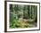 Trail to Soleduc Falls, Olympic National Park, Washington, USA-Charles Sleicher-Framed Photographic Print