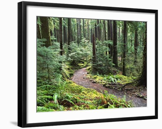 Trail to Soleduc Falls, Olympic National Park, Washington, USA-Charles Sleicher-Framed Photographic Print