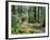 Trail to Soleduc Falls, Olympic National Park, Washington, USA-Charles Sleicher-Framed Photographic Print