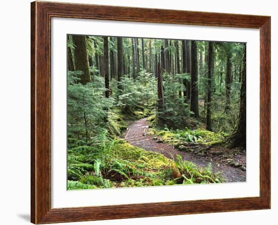 Trail to Soleduc Falls, Olympic National Park, Washington, USA-Charles Sleicher-Framed Photographic Print