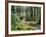 Trail to Soleduc Falls, Olympic National Park, Washington, USA-Charles Sleicher-Framed Photographic Print