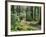 Trail to Soleduc Falls, Olympic National Park, Washington, USA-Charles Sleicher-Framed Photographic Print