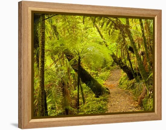 Trail, Waitakere Range Regional Park, North Island, New Zealand-Cathy & Gordon Illg-Framed Premier Image Canvas