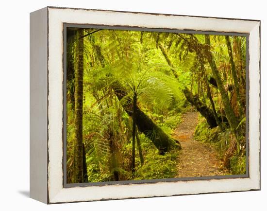 Trail, Waitakere Range Regional Park, North Island, New Zealand-Cathy & Gordon Illg-Framed Premier Image Canvas