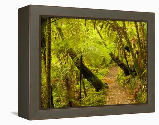 Trail, Waitakere Range Regional Park, North Island, New Zealand-Cathy & Gordon Illg-Framed Premier Image Canvas