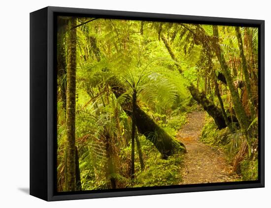 Trail, Waitakere Range Regional Park, North Island, New Zealand-Cathy & Gordon Illg-Framed Premier Image Canvas