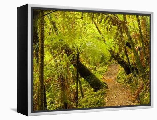 Trail, Waitakere Range Regional Park, North Island, New Zealand-Cathy & Gordon Illg-Framed Premier Image Canvas