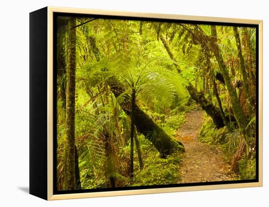 Trail, Waitakere Range Regional Park, North Island, New Zealand-Cathy & Gordon Illg-Framed Premier Image Canvas
