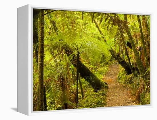 Trail, Waitakere Range Regional Park, North Island, New Zealand-Cathy & Gordon Illg-Framed Premier Image Canvas