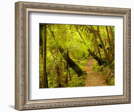 Trail, Waitakere Range Regional Park, North Island, New Zealand-Cathy & Gordon Illg-Framed Photographic Print