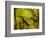 Trail, Waitakere Range Regional Park, North Island, New Zealand-Cathy & Gordon Illg-Framed Photographic Print